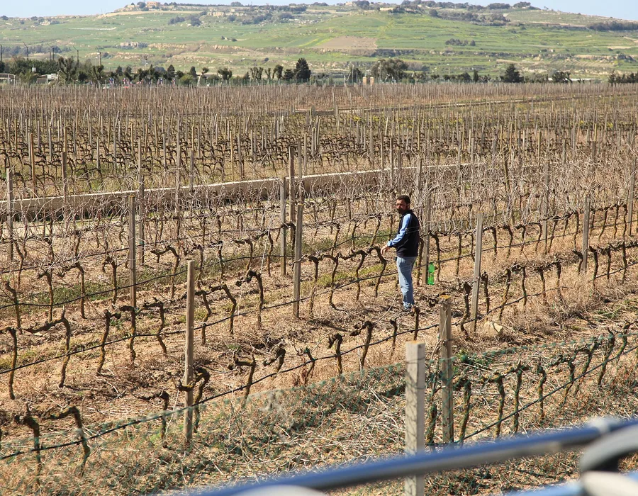 Vines on a Maltese wine estate at Ta' Qali