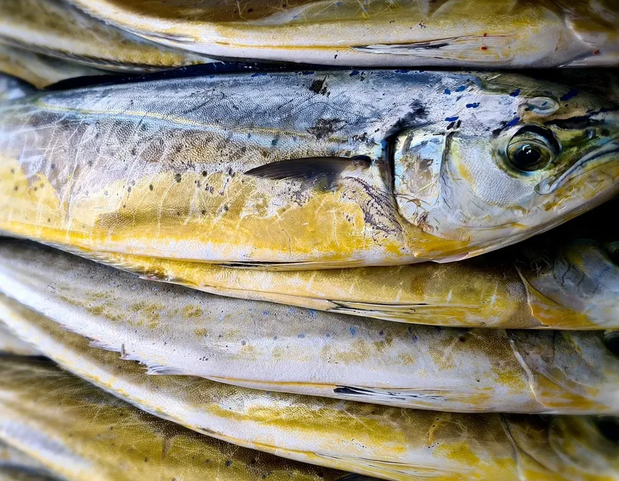 A stack of freshly landed lampuki