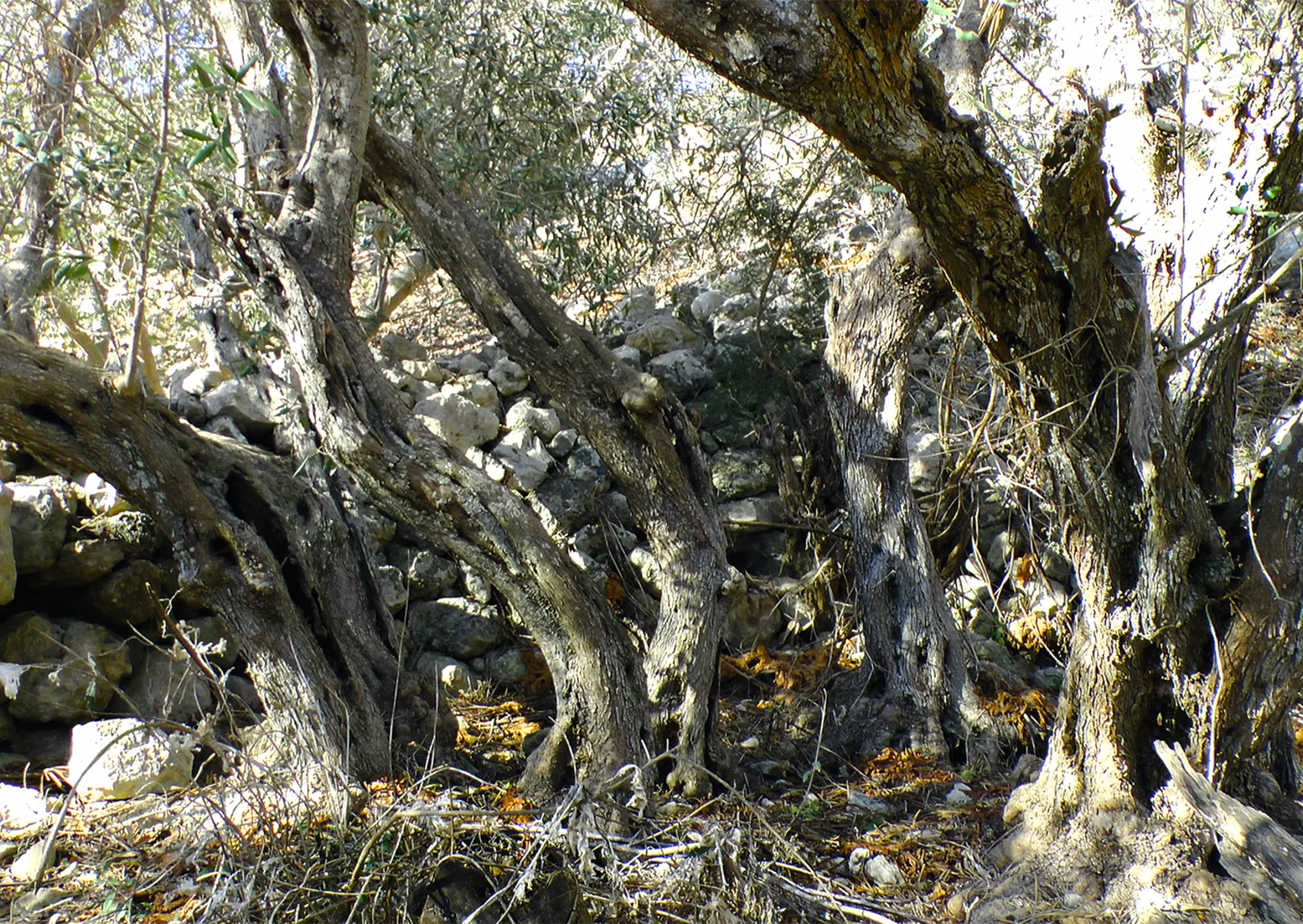 Ancient gnarled olive trees in Bidnija, Malta